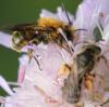 Osmia leaiana